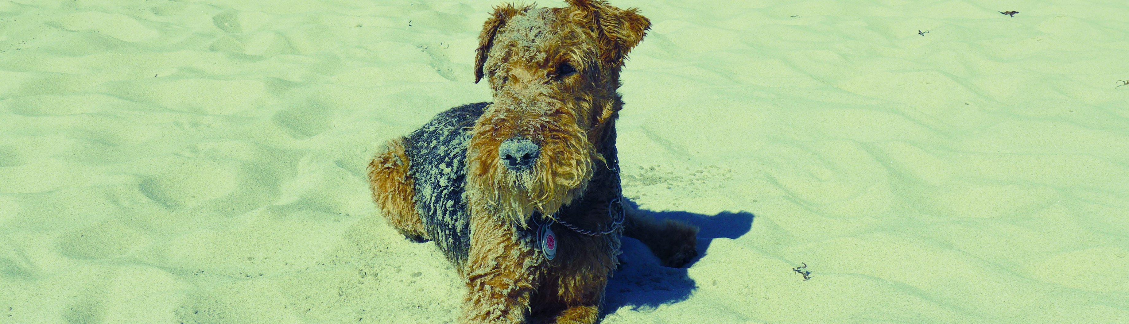 Hund Welch Terrier Name Sammy Therapiehund im Hause Stepout