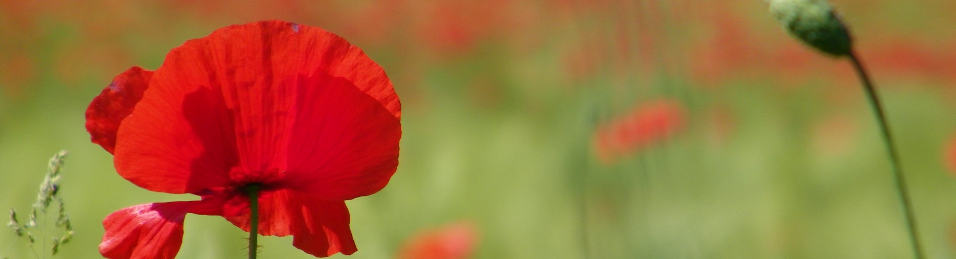 Mohnwiese einzelne Blume im Meer der Weite.