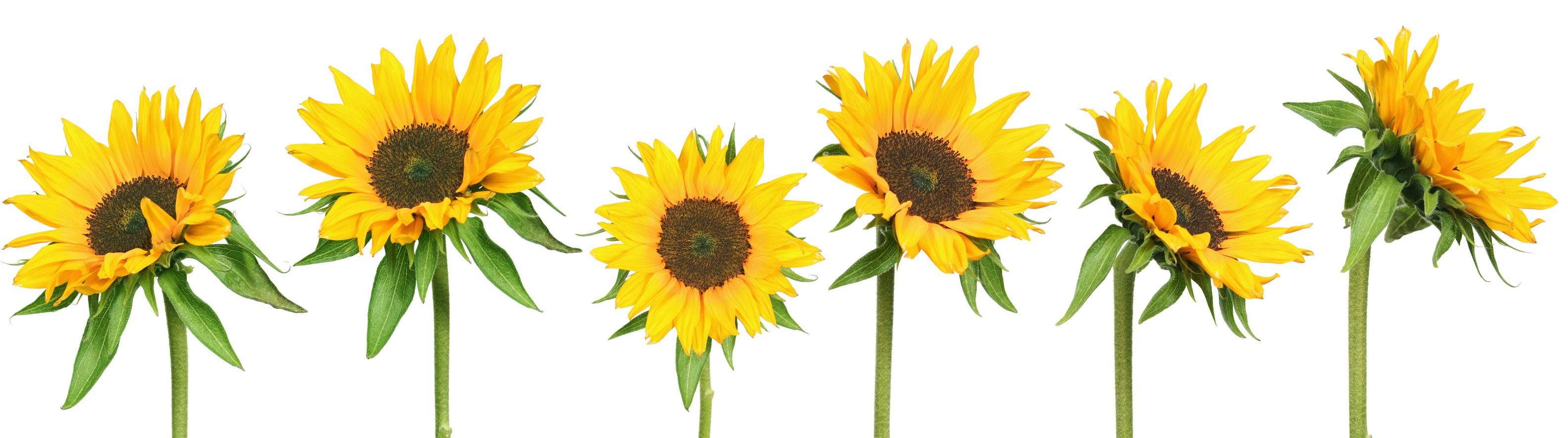 Sechs Sonnenblumen in verschiedene Richtung blickend Foto