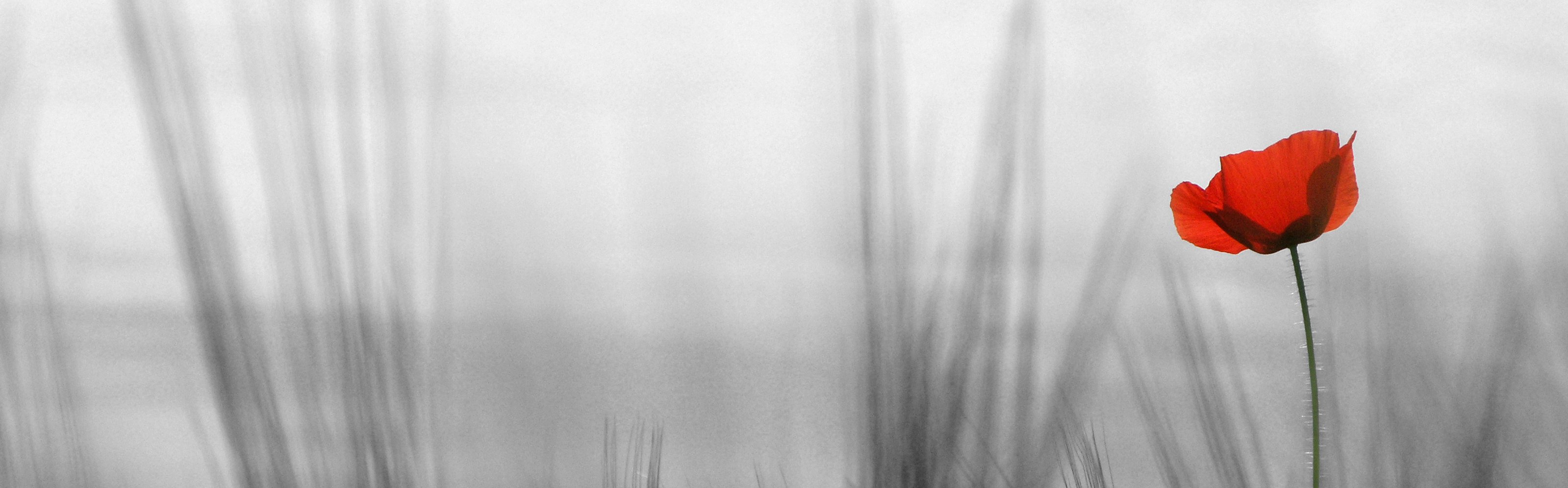 Foto einzelne Moonblume als sichtbar anders sein als der graue Rest im Hintergrund.