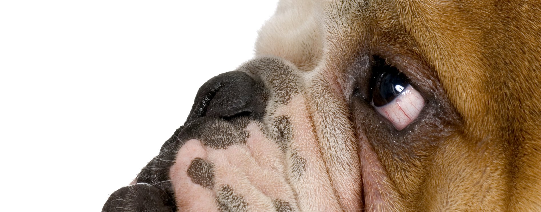 Foto Bullterrier seitlich von rechts nach links schauend.