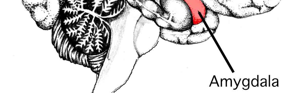 Skizze Gehirn Stammhirn Amygdala. Bewertungs und Angstzentrum des Menschens.